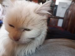 -瑞派·关忠动物医院·猫专科·犬专科(三环新城店)