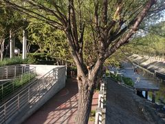 -大望京公园