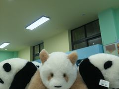 -中国大熊猫保护研究中心雅安碧峰峡基地