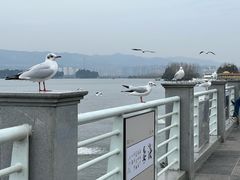 -海埂大坝