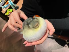 -肆月河豚·淮扬菜·湘菜(华天店)