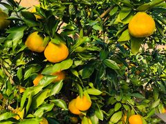 -前小桔亲子创意农场·草莓采摘·露营烧烤