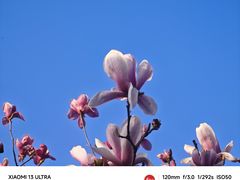 -顾村公园
