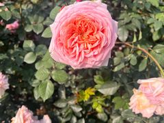 -人民公园(罗湖区)