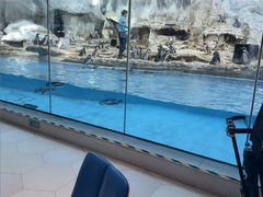 -帝企鹅自助餐厅•儿童岛•真企鹅(长隆企鹅酒店)