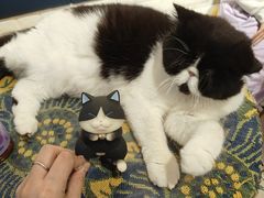 -平行世界·猫咖(首经贸店)
