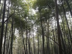 -江西阳明山国家森林公园