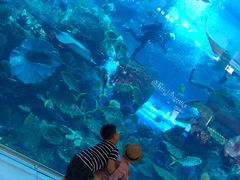 -迪拜水族馆及水下动物园