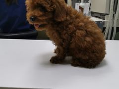 -宠物星动物医院·眼科·异宠·猫科(江南大道总院)