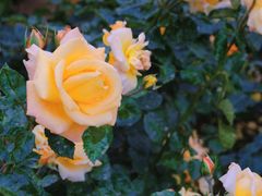 -人民公园(罗湖区)