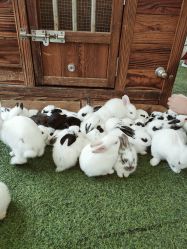 -萌宠亲子动物乐园(槐房万达店)