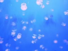 -乌鲁木齐海洋馆