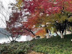 -西湖外事游船(花港观鱼码头)