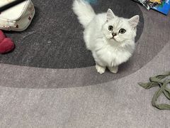 -小呆的宠物店·宠物售卖·宠物寄养(城西店)