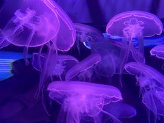 -欢乐海岸海洋奇梦馆