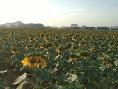 -光明小镇欢乐田园