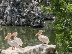 -合肥野生动物园