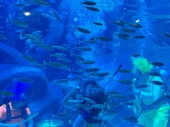 -海合安青岛极地海洋公园