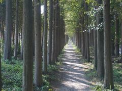 -上海长兴岛郊野公园