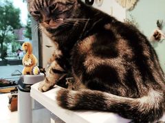 -平行世界·猫咖(首经贸店)