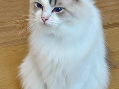 -有喵·猫咖·狗咖·40+猫狗有小奶狗(岗厦店)