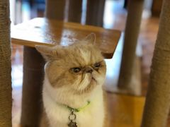 -喵园·猫主题咖啡厅·撸猫·猫咖(国贸店)