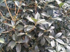 -刘胖子家常菜·蹄花焖藕(中央花园店)