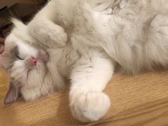 -绒爪撸猫下午茶·猫咖