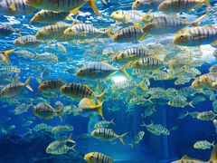 -海合安成都极地海洋公园