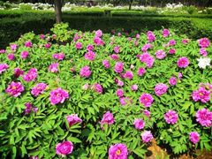 -洛阳市隋唐城遗址植物园