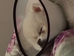 -瑞派宠物医院·24h·骨外科·皮肤科·全科宠物医疗转诊中心(沈阳浑南院)