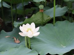 -四川大学(华西校区)