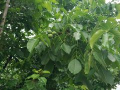 -柞水乾佑红门家菜