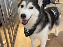 -Husky Go! 哈士奇体验馆·宠物咖啡厅狗咖