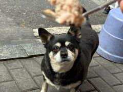 -秦胖子肉陀良心店