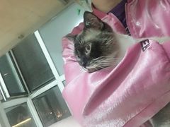 -宠爱国际动物医院· 猫科· 外科·中兽医(长白店)
