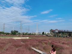 -王借岗森林公园
