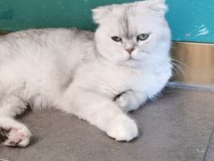 -飞行喵MR PILOT|猫舍·猫咖(静安大融城店)