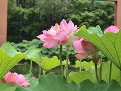 -陈家山荷花公园