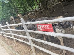-大塘金香草谷