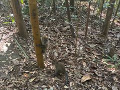 -武吉知马自然保护区