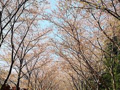 -樱花山风景区