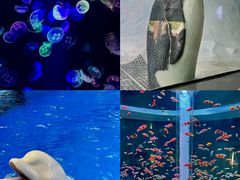 -海合安成都极地海洋公园