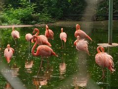 -石家庄市动物园