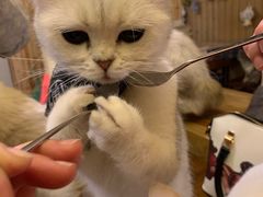 -猫色咖啡·猫咖