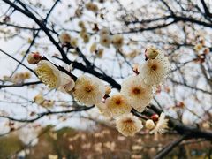-香雪海
