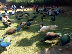 景点-西双版纳勐泐文化旅游区