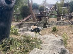 -武汉动物园