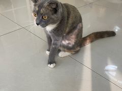 -鼓捣猫呢主题猫咖店