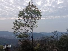 -桃花岭景区